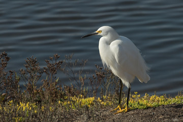 Snowy egret