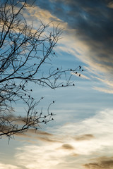 Black silhouette of bird