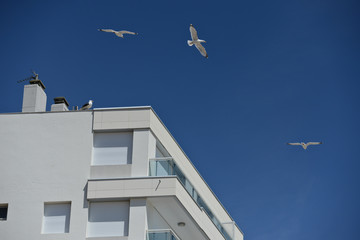 immobilier building construction oiseau nature bio environnement ciel bleu meteo cote mer vacances volets occupation location vente