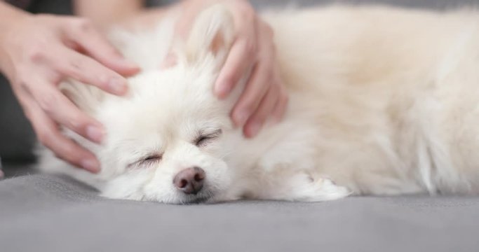 Pet owner massage on her Pomeranian dog
