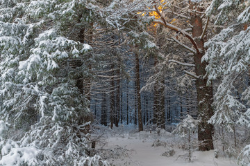 winter forest covered with snow and sunlight