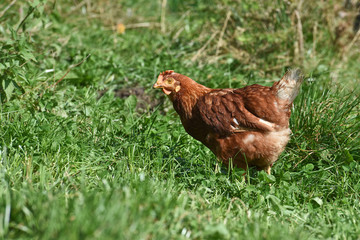 agriculture poule bio volaille elevage culture terre planete maraicher
