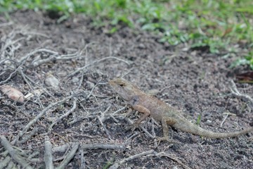 Chameleon on the lawn.