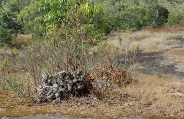 Tree on the mountain stones.