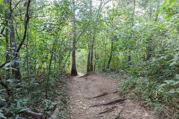Passage in the mountain forests.