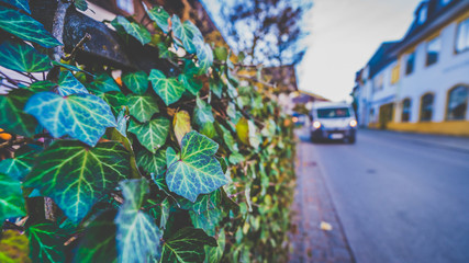 Lianas Creeping Plants Fence And Shopping Mall In Germany, 2017
