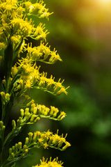 Close up of Solidago canadensis flower.
