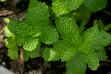 Fresh herb, Kitchen Mint.