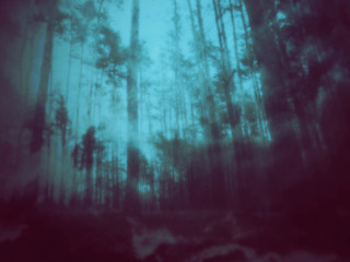 Mysterious Forest Scene