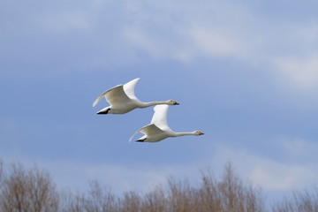 Fototapeta premium 飛ぶ白鳥 Swan flying