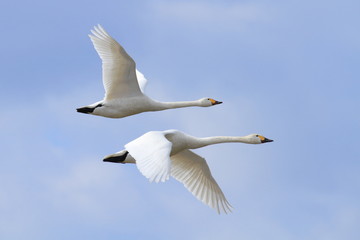 Fototapeta na wymiar 飛ぶ白鳥　Swan flying