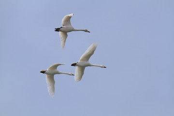 飛ぶ白鳥　Swan flying