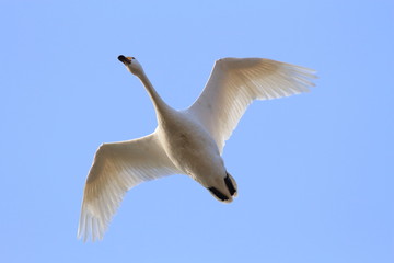 飛ぶ白鳥　青空バック　Swan flying