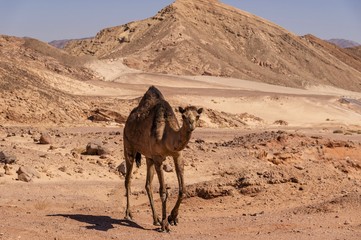 single-horned camel on the background of mountains