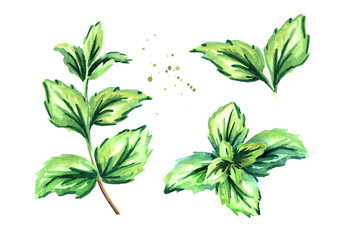 Peppermint plant set. Watercolor hand drawn collection