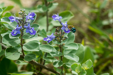 Vitex rotundifolia plant.