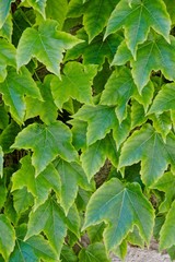 Green leaves over a gray wall