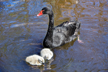 Fototapeta premium The black Swan
