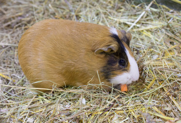 Морская свинка