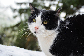 CAT IN SNOW
