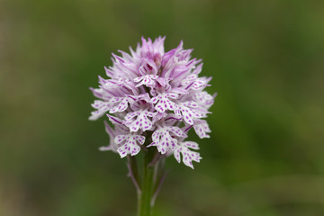 Flower of a three-toothed orchid (Neotinea tridentata)