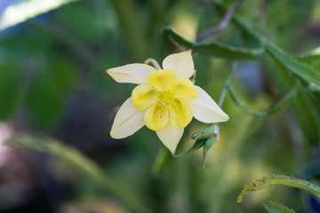 Marguerite étoilée.
