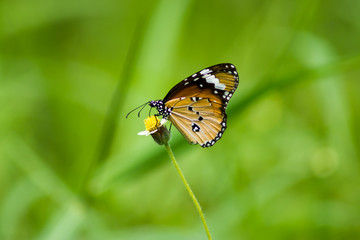 Fototapeta na wymiar orange butterfly on flower grass