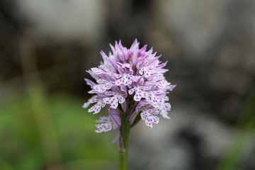 Flower of a three-toothed orchid (Neotinea tridentata)