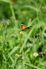 orange butterfly on flower grass