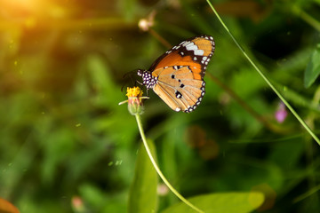 orange butterfly on flower grass