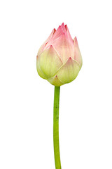 Fototapeta premium pink lotus flower are blooming.