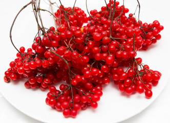 berries of a viburnum on a white background
