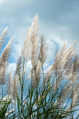 Soft focus of Flower grass in the summer with sunlight.