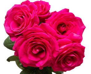 roses on white background