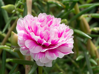 Portulaca grandiflora flower.