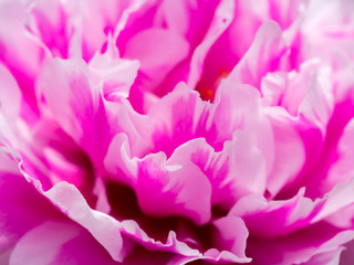 Portulaca grandiflora flower.