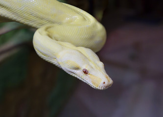 Императорский удав альбинос