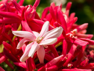 Close up of Combretum indicum flower.
