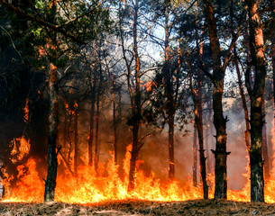 Forest fire. Burned trees after forest fires and lots of smoke © yelantsevv