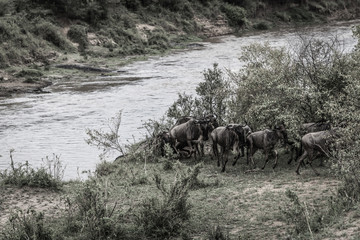 Die große Wanderung der Gnus in der Maasai Mara