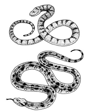 Viper snake. serpent cobra and python, anaconda or viper, royal. engraved hand drawn in old sketch, vintage style for sticker and tattoo. ophidian and asp.