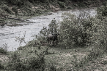 Die große Wanderung der Gnus in der Maasai Mara