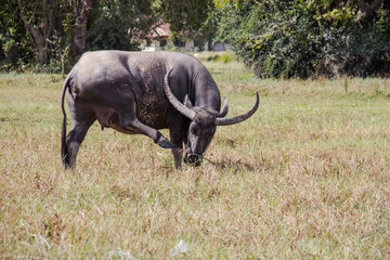 buffalo on green