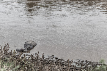 Mara Fluss in der Maasai Mara