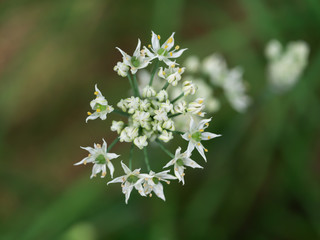 Chinese Chives flower