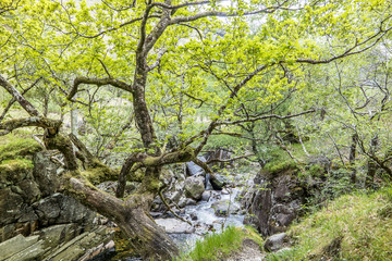 Forest and river close to Ben Nevis, Scotland