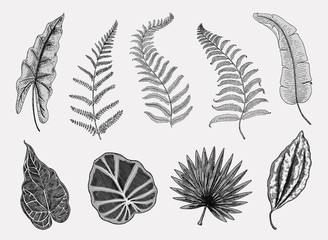 tropical or exotic leaves, leaf of different vintage looking plants. monstera and fern, palm with banana botany set. flowers engraved vintage, hand drawn. botanical organic product. green background.