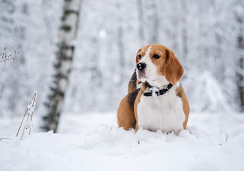 Beagle dog walking in the winter snowy forest