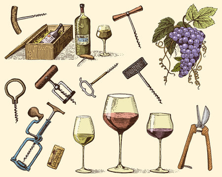 wine harvest products, press, grapes, vineyards corkscrews glasses bottles for menus and signage in the bar. engraved hand drawn in old sketch, vintage style for label or T-shirt.