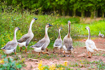 Goose walks in garden